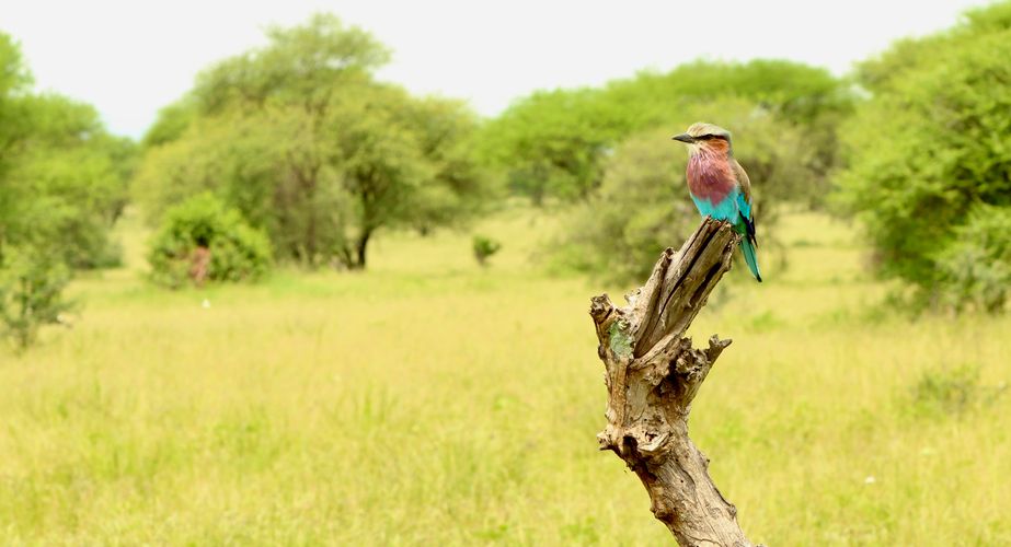 Vorkstaartscharrelaar vogel